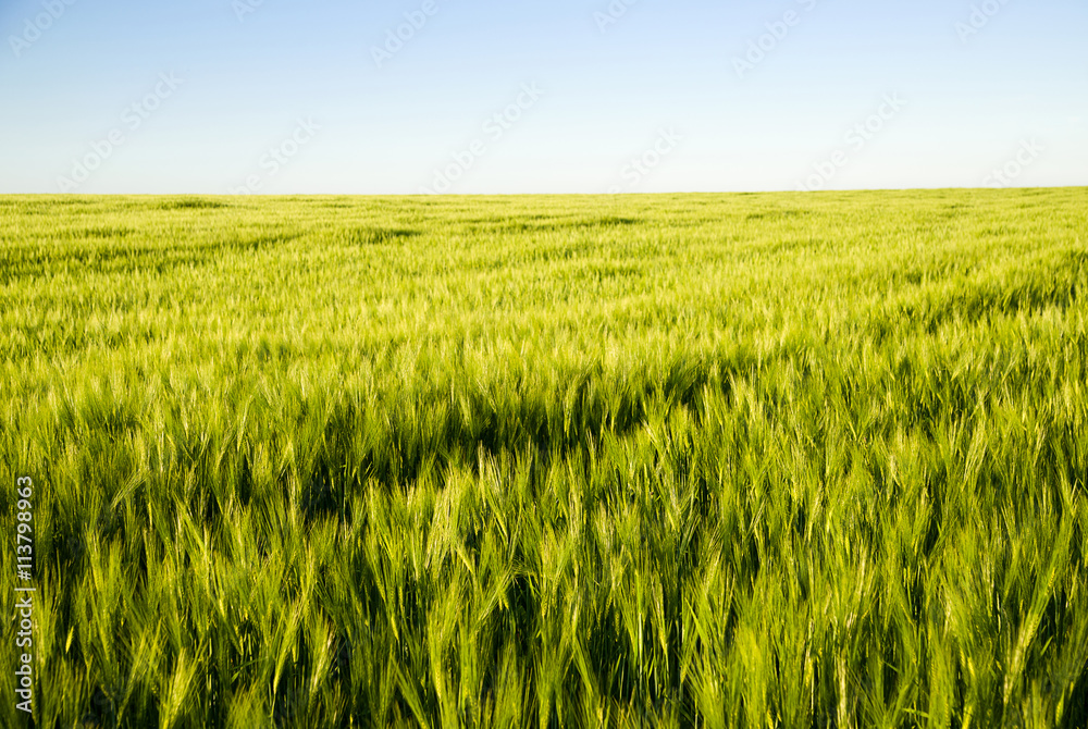Ears of wheat growing on the field Ears of wheat growing on the field
