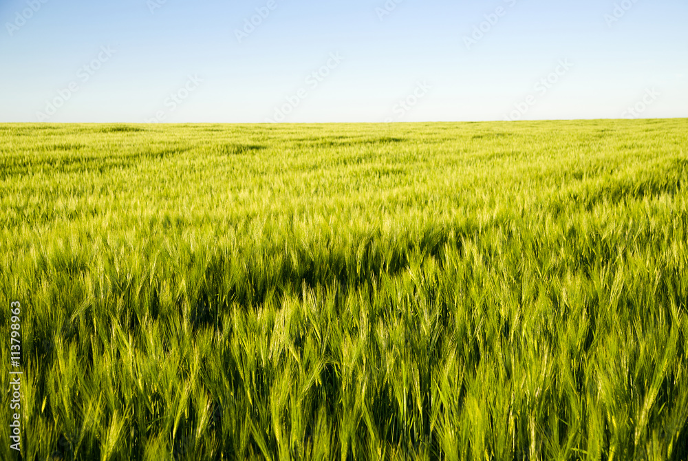 Ears of wheat growing on the field