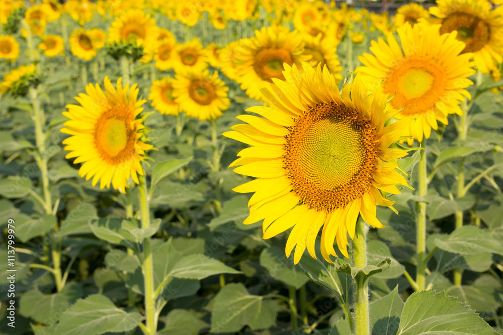 Fototapeta premium Beautiful yellow sunflower field
