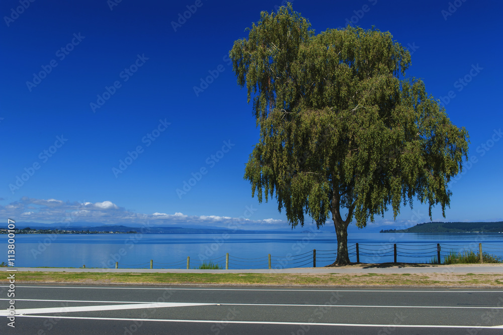 Φωτογραφία A tree beside Lake Taupo, North Island of New Zealand