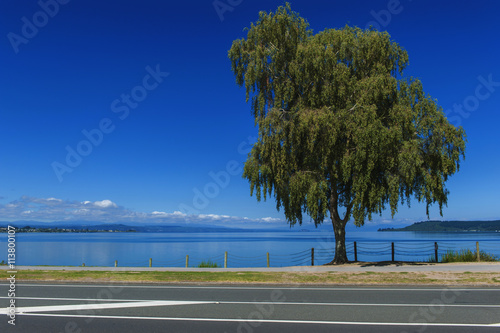 A tree beside Lake Taupo, North Island of New Zealand