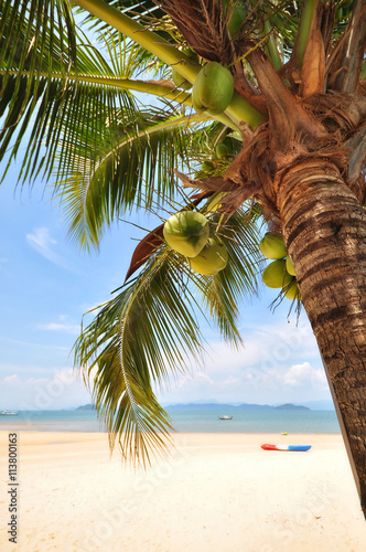 Coconut palm trees with coconuts fruit on tropical beach background at Phayam island in Ranong province, Thailand. Happy summer holiday concept