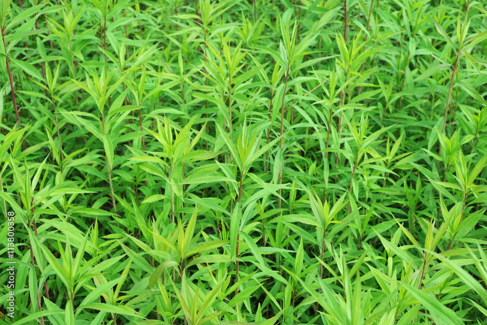 草の背景 草の背景