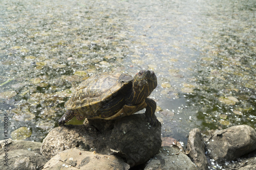 красноухая черепаха греется на камнях