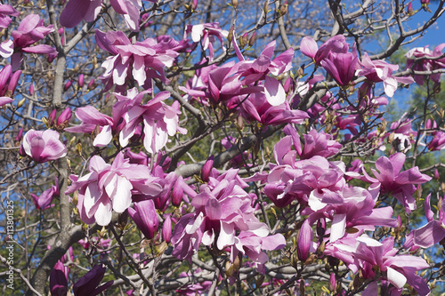 Galaxy hybrid magnolia (Magnolia x hybrid Galaxy). Hybrid between Magnolia liliflora Nigra and Magnolia sprengeri Diva photo