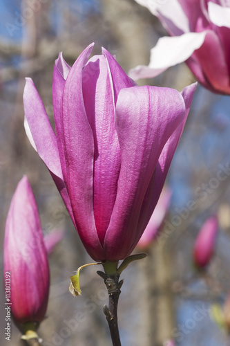 Spectrum hybrid magnolia (Magnolia x hybrid Spectrum). Hybrid between Magnolia liliflora Nigra and Magnolia sprengeri Diva photo