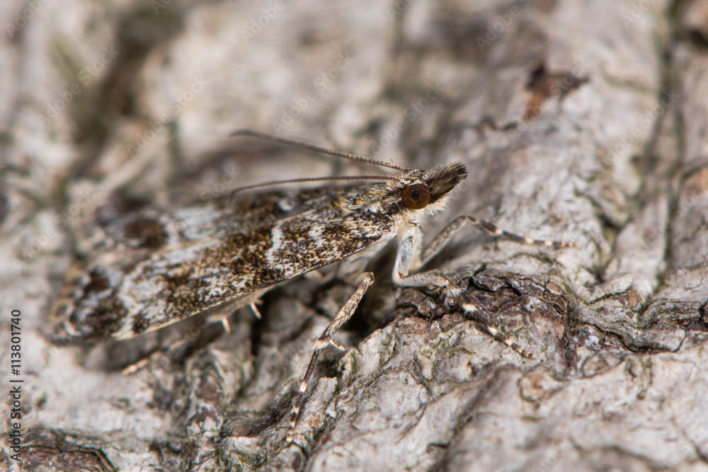 Eudonia mercurella micro moth. Small insect in the family Crambidae, subfamily Scopariinae, well camouflaged at rest against bark Eudonia mercurella micro moth. Small insect in the family Crambidae, subfamily Scopariinae, well camouflaged at rest against bark