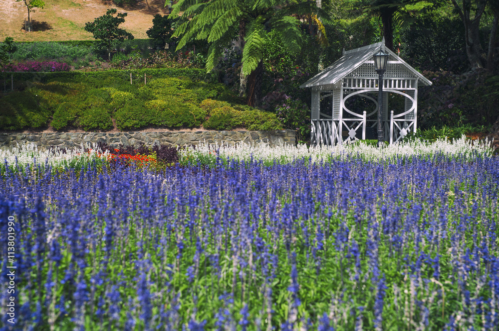 Lavender flowers at Wellington Botanic Garden, New Zealand Lavender flowers at Wellington Botanic Garden, New Zealand