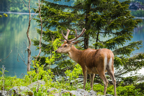 Fototapeta Naklejka Na Ścianę i Meble -  Deer stag at the lake in mountains