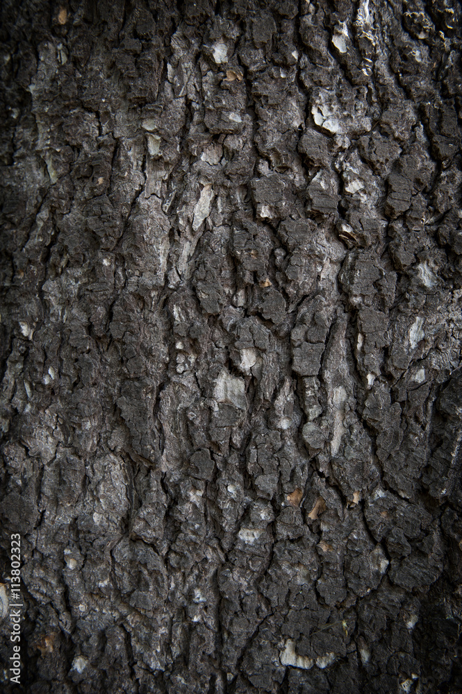Close-up shot of living bark of Blue Atlas Cedar tree Close-up shot of living bark of Blue Atlas Cedar tree