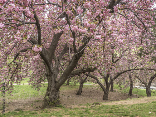 Prunus serrulata or Japanese Cherry