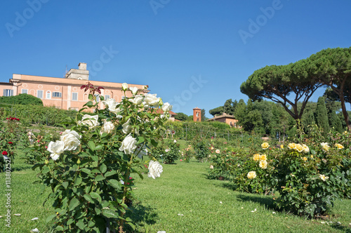 Municipal Rose Garden in Rome Italy