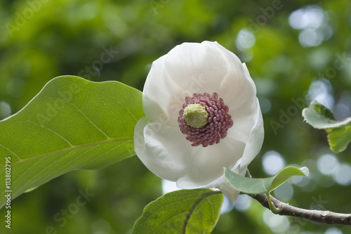 Photos Colossus Oyama magnolia flower (Magnolia sieboldii Colossus)