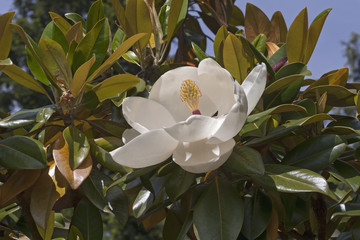 Keuken achterwand Magnolia Exmouth magnolia met romige bloemen  © nickkurzenko