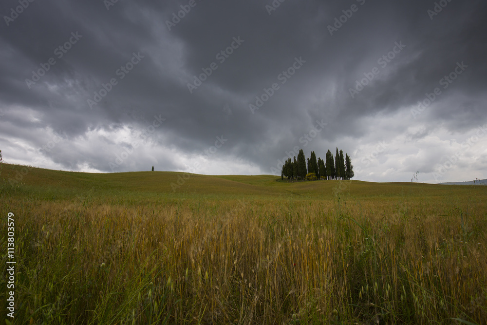 Cipressi di San Quirico d'Orcia Cipressi di San Quirico d'Orcia