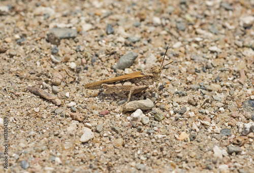 Least desert grasshopper on stony sand
