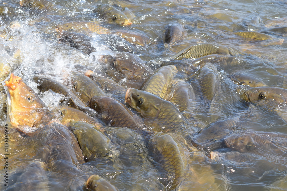 Obraz premium 池で餌付け中の鯉