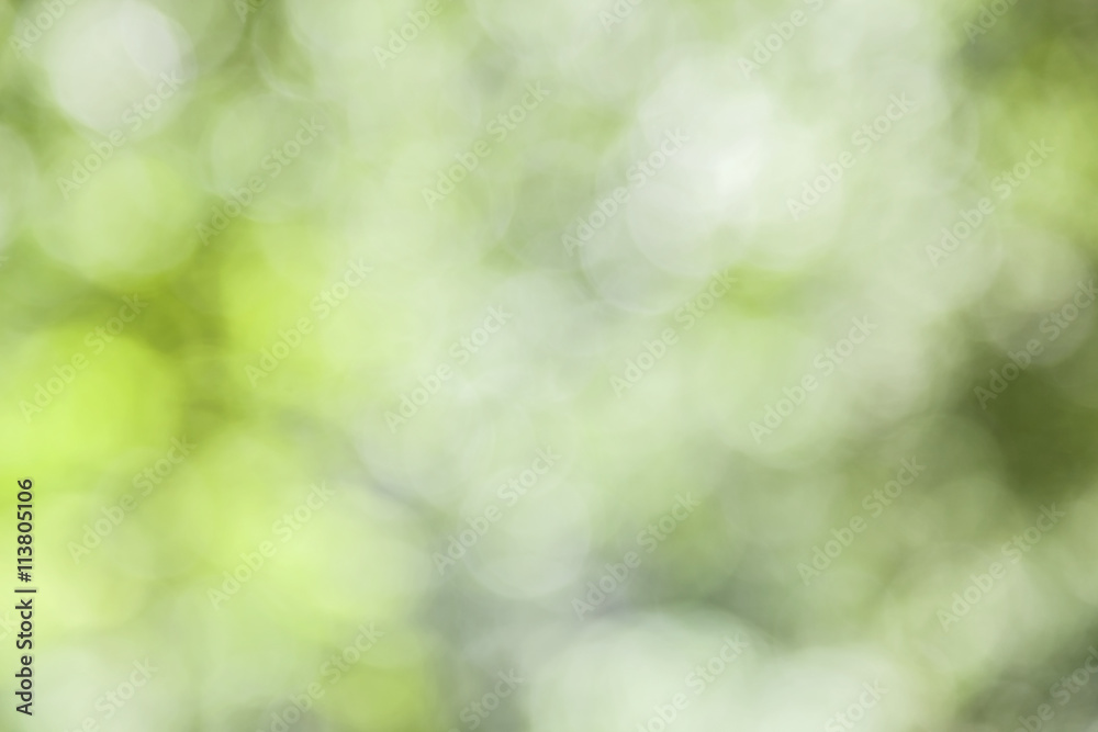 abstract green nature background with blurry bokeh defocused lig