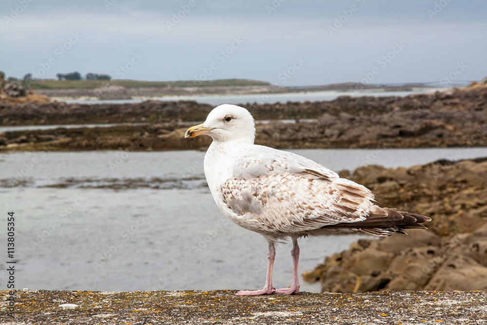 Fototapeta premium Goéland argenté - larus aregentatus - en bordure de quai