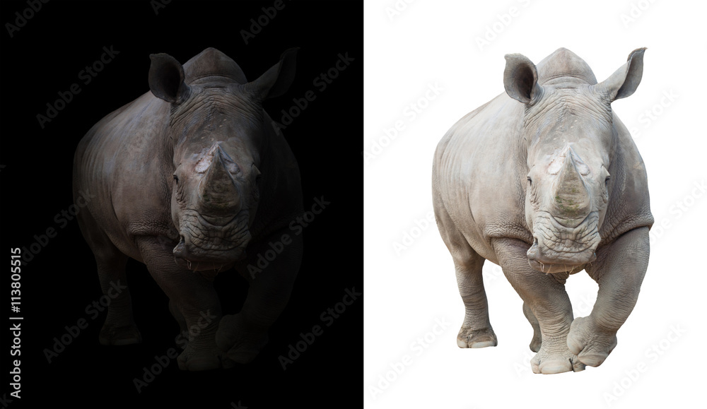 Naklejka premium białe nosorożce w ciemnym i białym tle