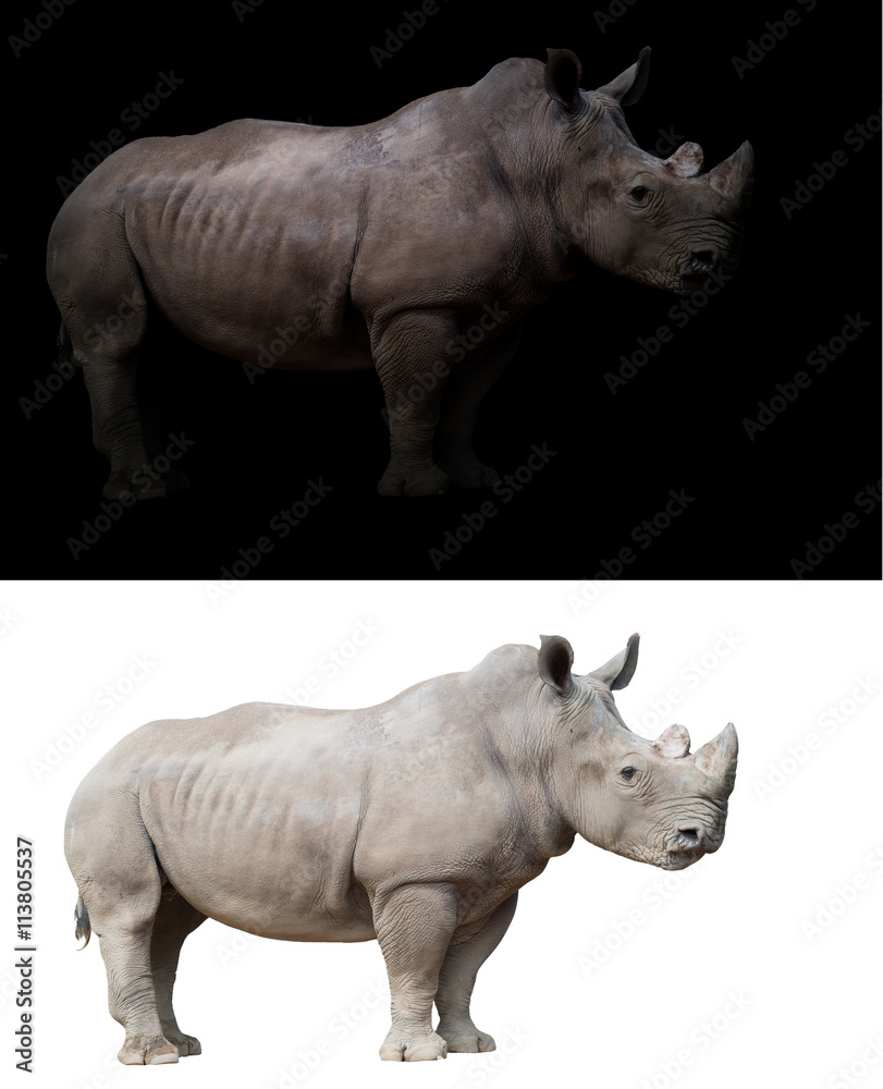 Naklejka premium white rhinoceros in dark and white background