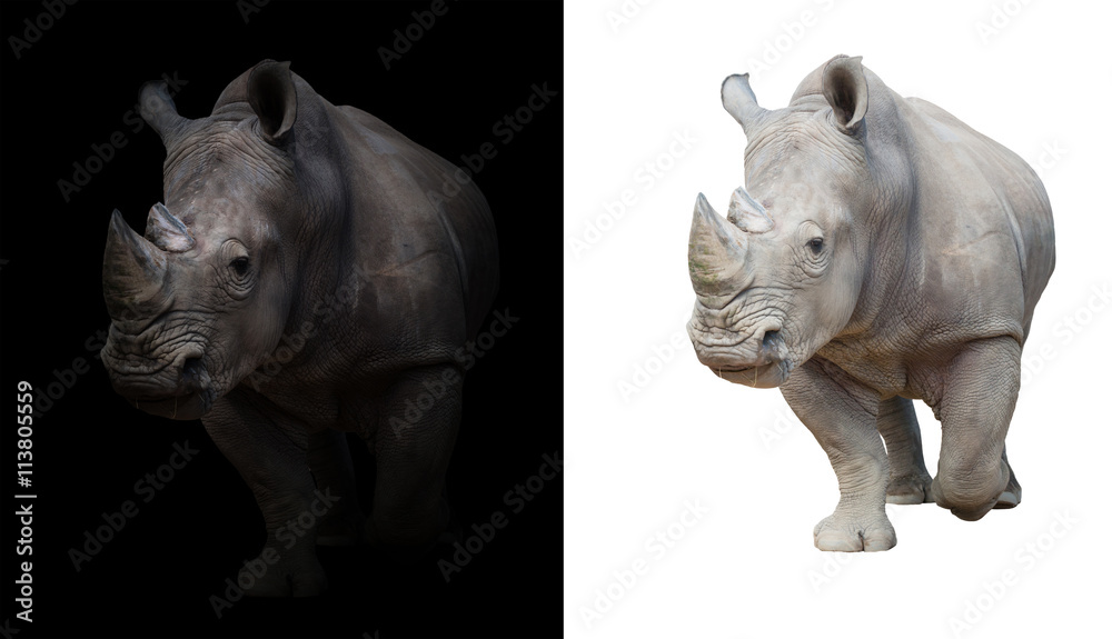 Fototapeta premium white rhinoceros in dark and white background
