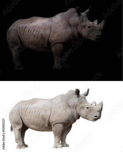 white rhinoceros in dark  and white background