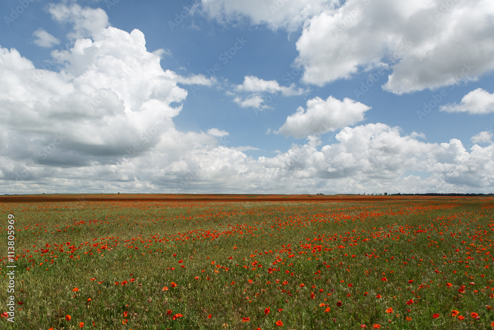 field of poppies, background backdrop wallpaper, summer, spring, postcard field of poppies, background backdrop wallpaper, summer, spring, postcard