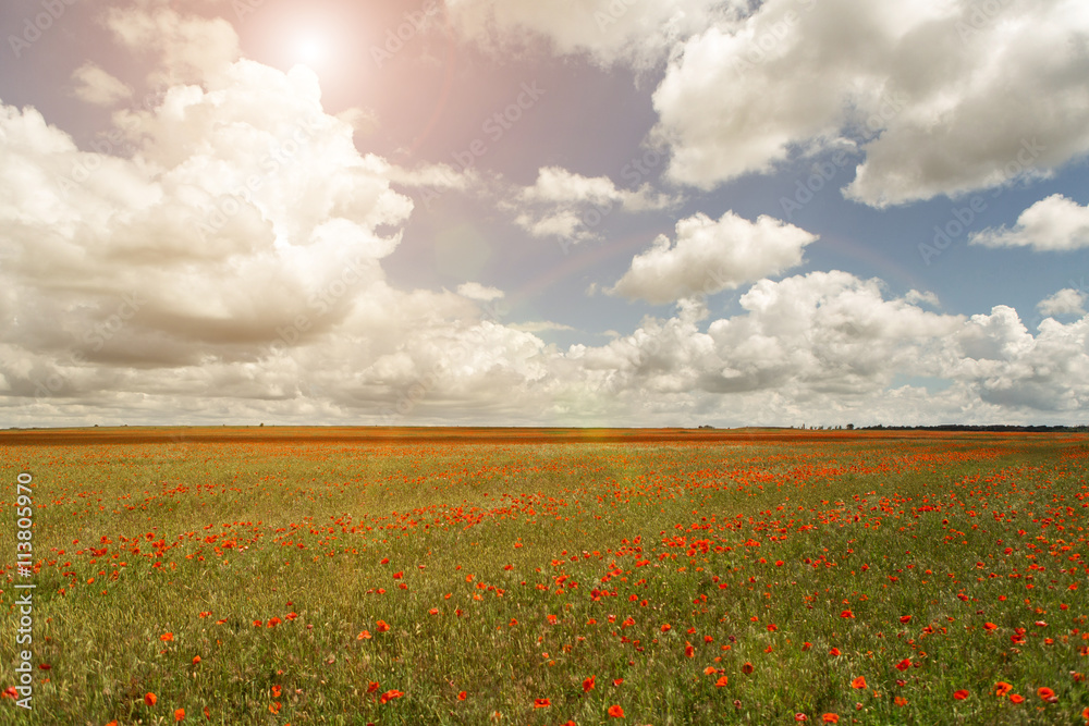 field of poppies, background backdrop wallpaper, summer, spring, postcard