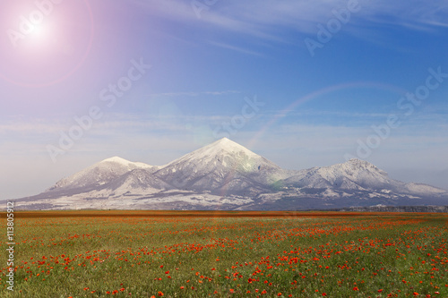 Mountain Poppies field, background, backdrop, wallpaper, Wonderland