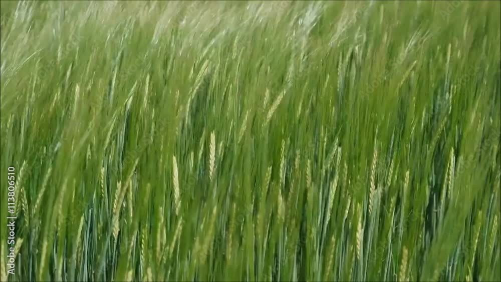 Getreidefeld im Wind