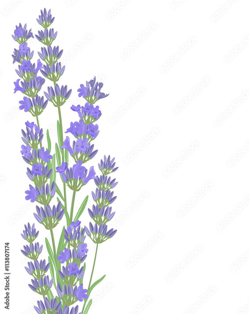 The background for the text label of the packaging the card with lavender flowers.
