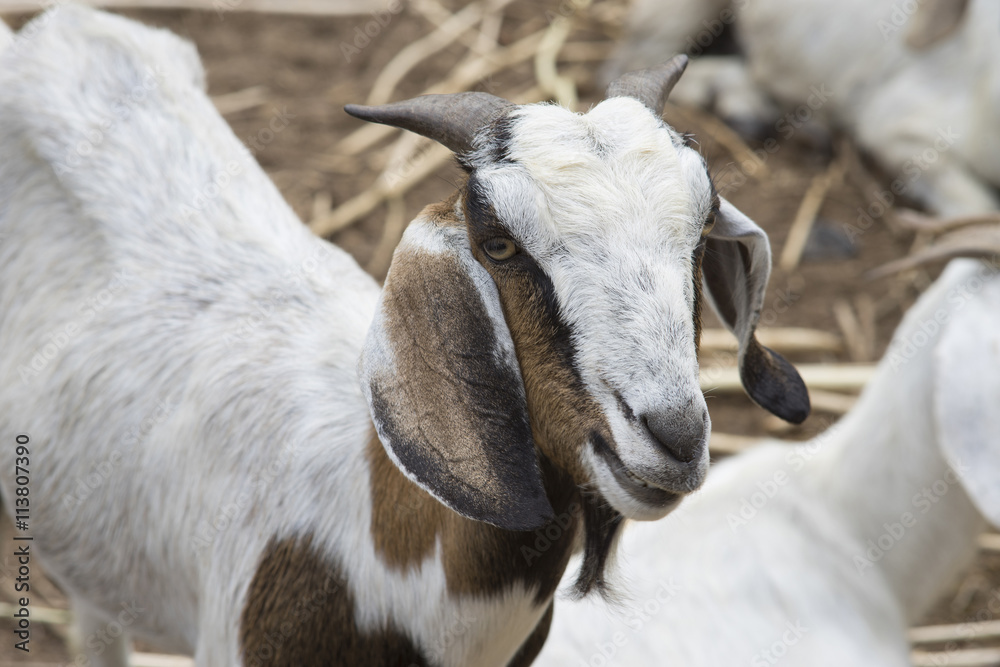 Close up face of goat, goat portrait Close up face of goat, goat portrait