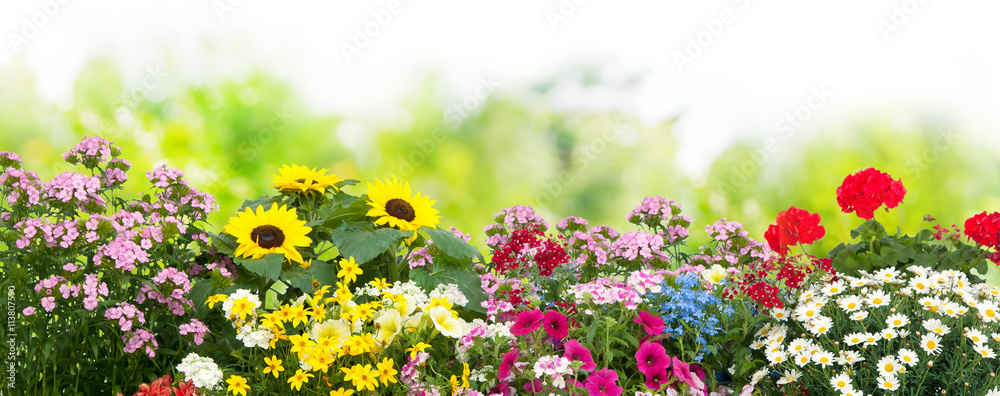 Naklejka premium Kwiaty w ogrodzie