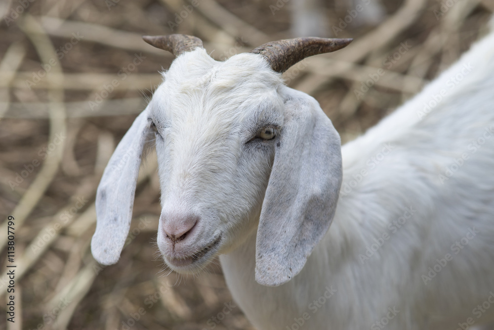 Close up face of white goat, goat portrait Stock Photo | Adobe Stock