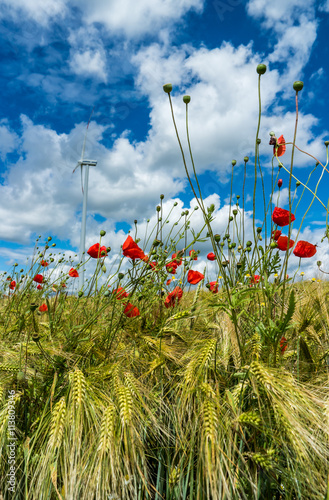 Fototapeta Naklejka Na Ścianę i Meble -  Mohn im Getreide