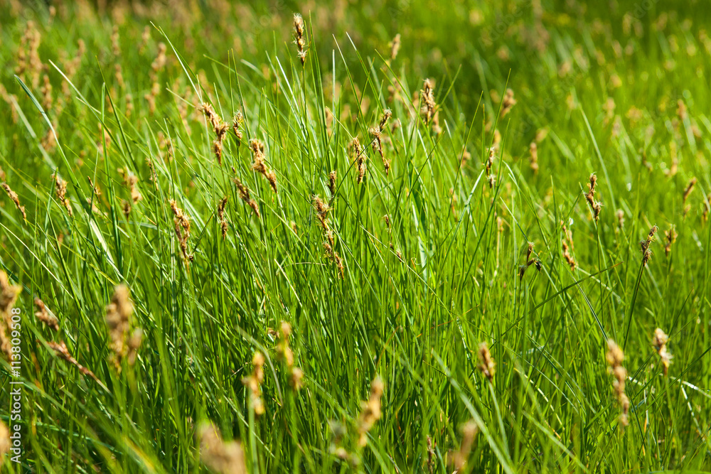 meadow. drops of dew and in sunshine on the spring green grass. meadow. drops of dew and in sunshine on the spring green grass.