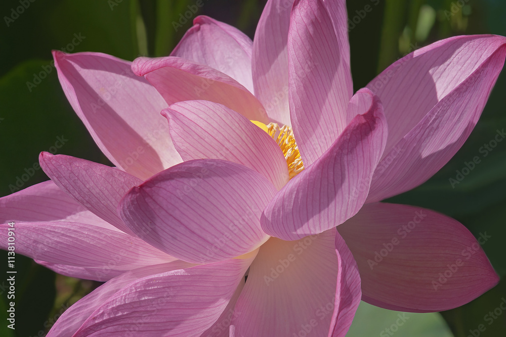 Sacred lotus flower (Nelumbo nucifera). Called Indian Lotus, Bean of India and Lotus also.