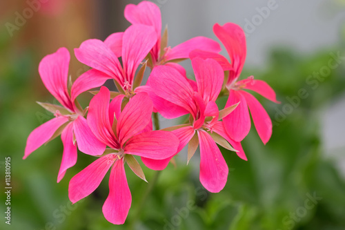 Fototapeta Naklejka Na Ścianę i Meble -  Closeup photo of Geranium flowers with pink petals blooming during summer in Austria, Europe