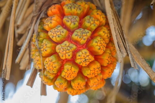 Pandanus tectorius or Pandanus odoratissimus
 photo