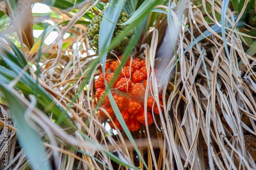 Pandanus tectorius or Pandanus odoratissimus
 photo