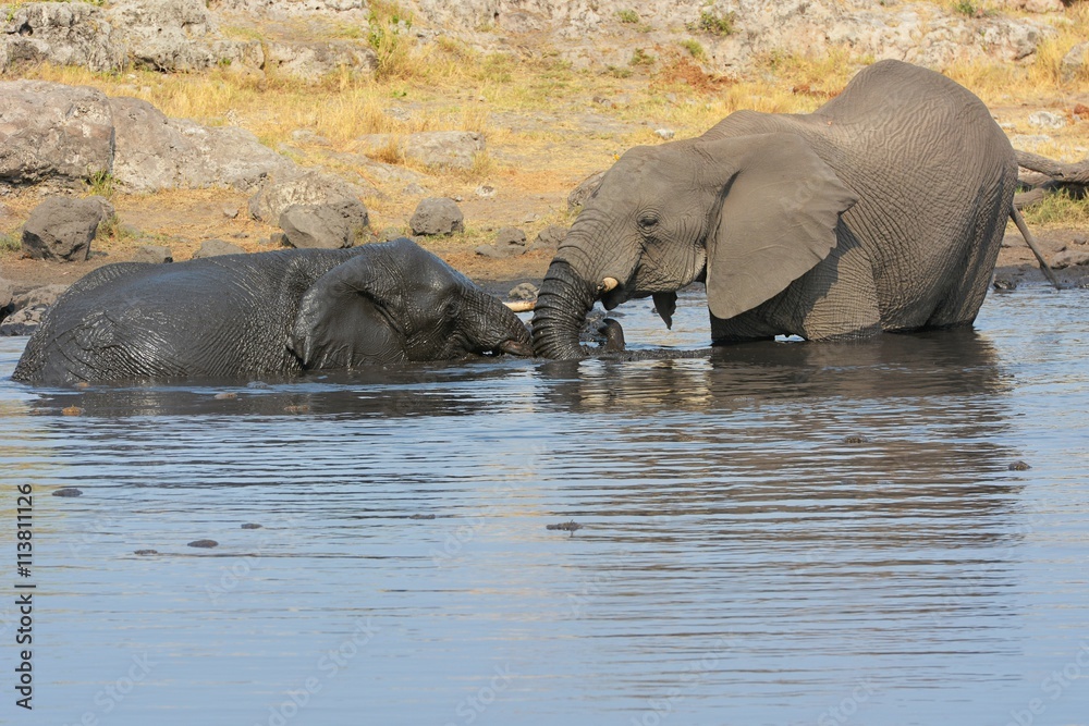 Elefanten baden im Wasserloch (Etosha Nationalpark) Elefanten baden im Wasserloch (Etosha Nationalpark)
