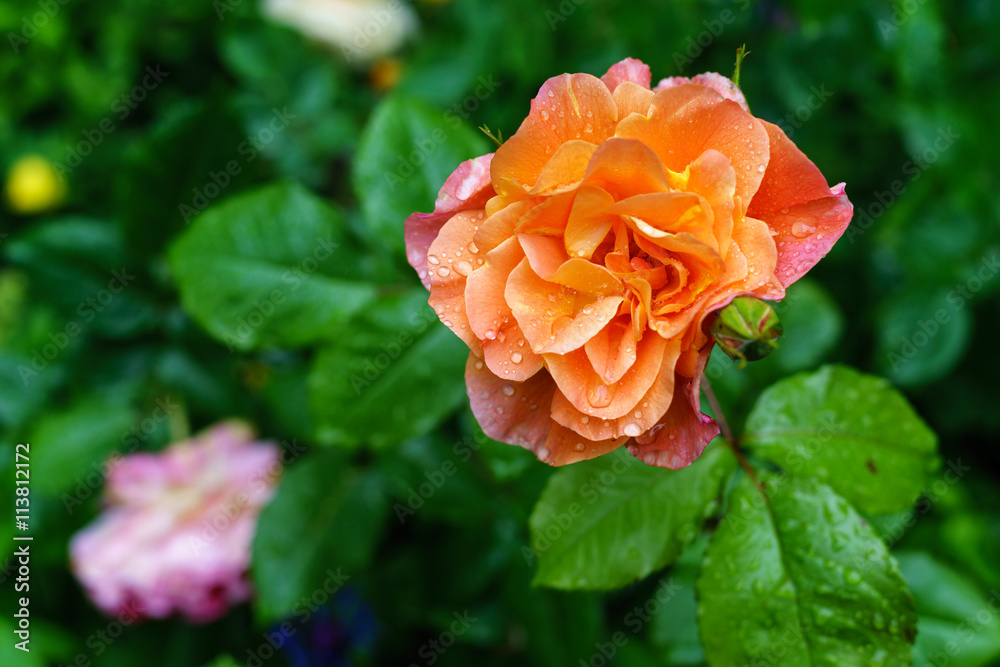leuchtend orange rote Rosenblüte mit Regentropfen auf Blättern leuchtend orange rote Rosenblüte mit Regentropfen auf Blättern