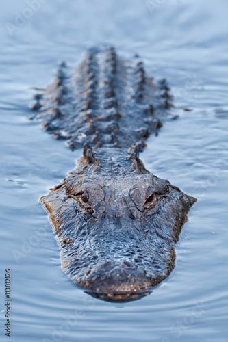 Alligator in blue swamp