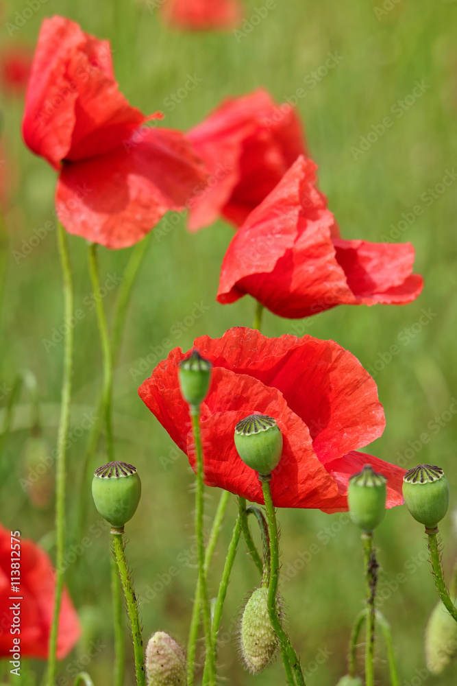 Obraz premium Poppy flowers in a meadow, Papaver rhoeas