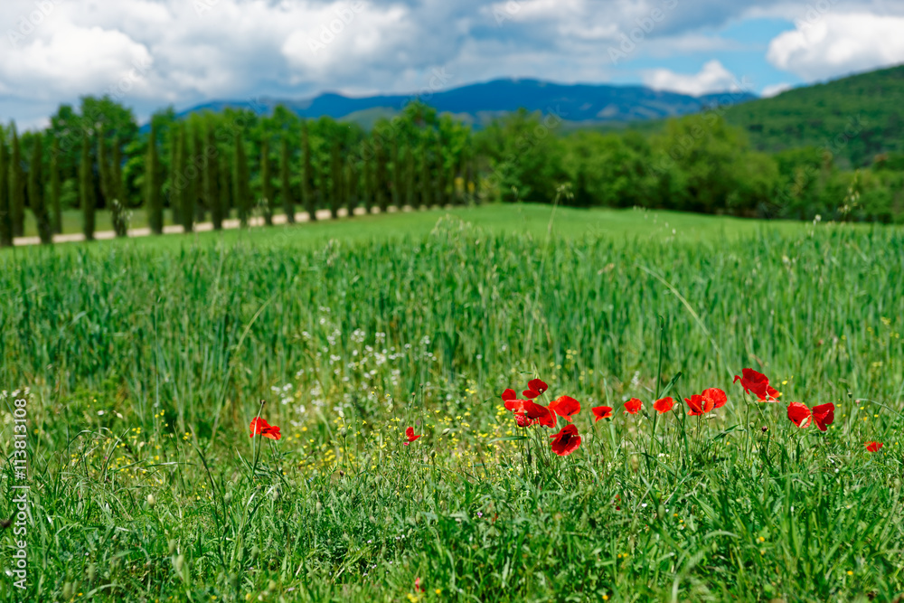 Grass field with poppies in Italy