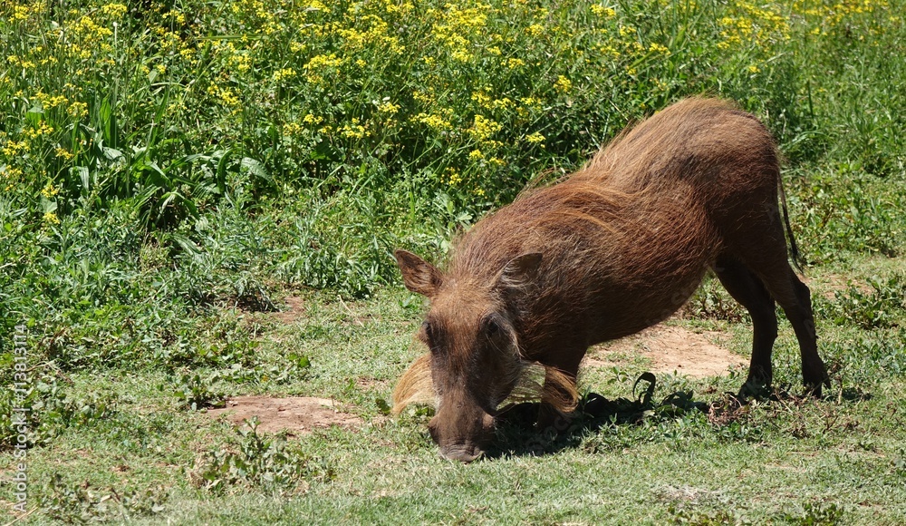 Warzenschwein, das Wildschwein Afrikas Warzenschwein, das Wildschwein Afrikas