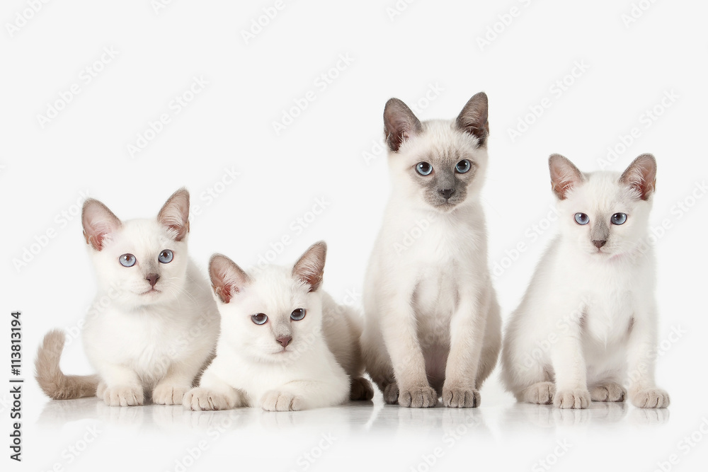 Kittens. Several Thai cats on white background