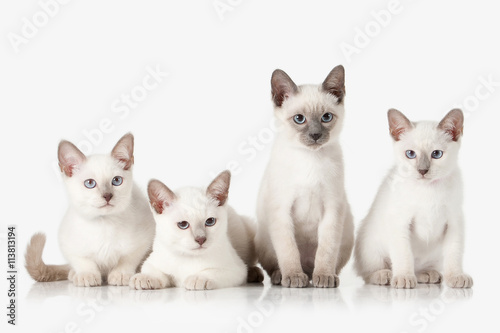 Kittens. Several Thai cats on white background © dionoanomalia