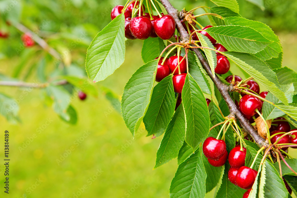Sweet big cherries on a branch close up. - obrazy, fototapety, plakaty 